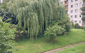 Willow